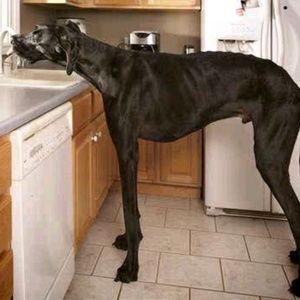 Meet your Posher, Ron